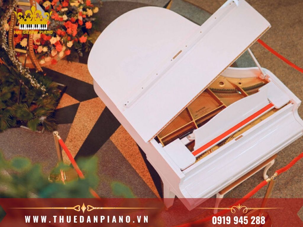 thue-dan-grand-piano-4