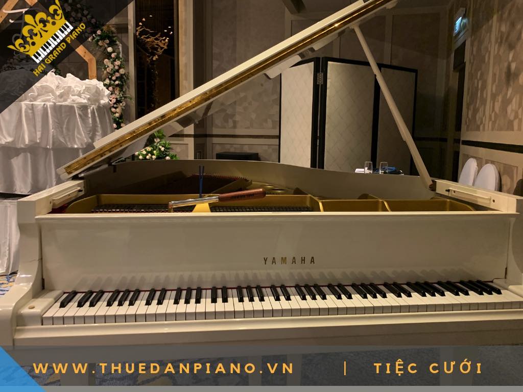 CHO THUE DAN PIANO WHITE 2